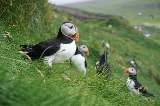 Islas Feroe naturaleza - imagen 1